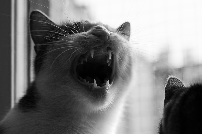 A cat yawning widely with mouth open near a window, captured in black and white.