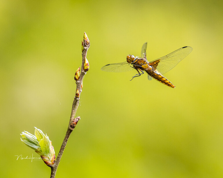 A dragonfly called Broad-bodied Chaser just before landing. An extender increased the magnification of the lens, while allowing enough distance. (EOS R5 with RF100-300L + RF 1.4 extender, 420mm, ISO 1,250, f/4.5, 1/2,500s, handheld)
