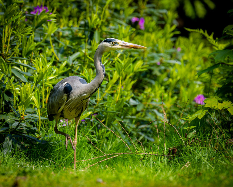 Blue herron while hunting. I could zoom out, which was great. (EOS R5, RF100-300L + RF2.0 extender, 328mm, ISO 320, f/6.3, ,1/400s)