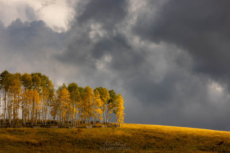 Grove of golden aspens against dark storm clouds, with sunlit meadow in foreground.