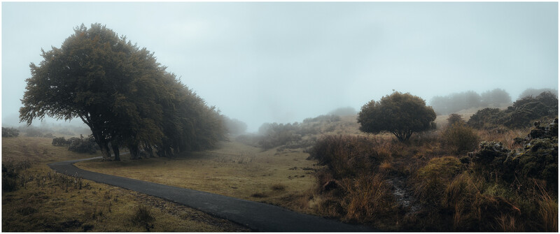Misty landscape with gnarled trees lining a winding stream through rolling grassland.