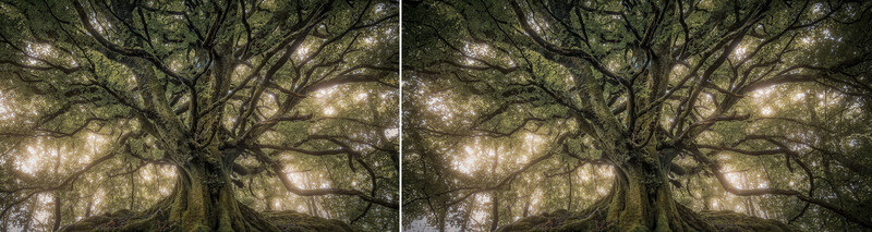 Ancient gnarled tree photographed from below against dappled canopy light and sky.