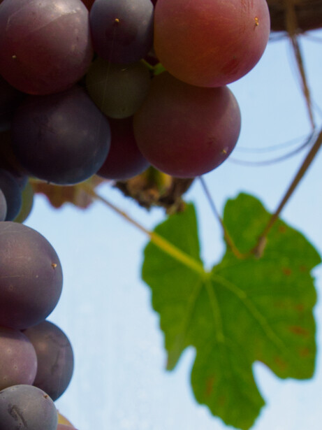 Cluster of red and purple grapes hanging from vine with green leaves backlit against bright sky.