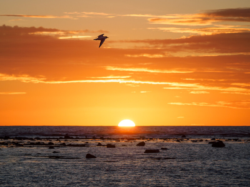 Bird silhouetted against golden sunset sky over ocean horizon with sun touching the water.