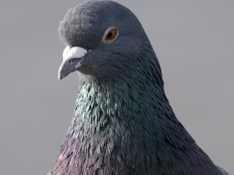 Close-up portrait of a pigeon with dark gray plumage, white facial patch, and orange eye against neutral gray background.