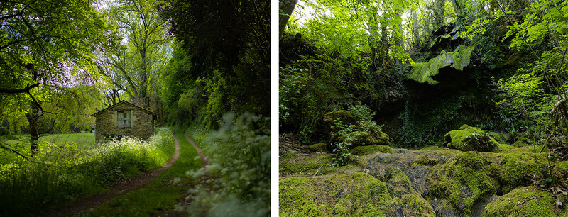 Lush forest scenes with moss-covered stones and dense green vegetation creating moody woodland atmospheres.