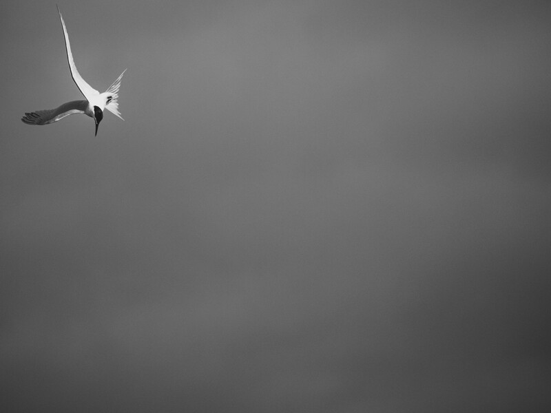Seabird in flight against gray sky, wings spread wide with distinctive long tail streamers.