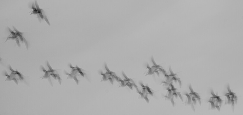 A flock of birds flying in loose formation across an overcast gray sky.