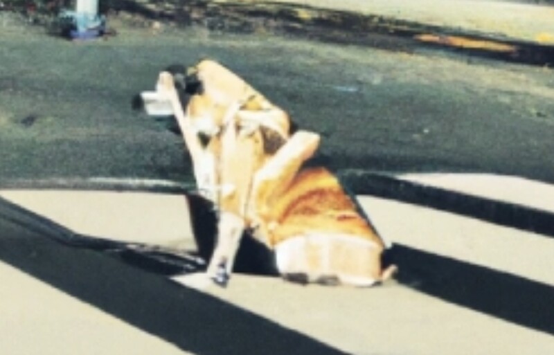 Adobe's Generative Fill tools attempt to depict a dog