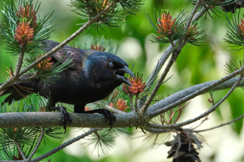 Image taken with the&nbsp;Tamron 150-500mm f/5-6.7