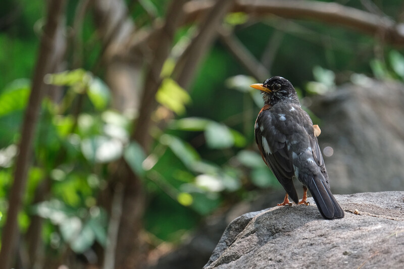Image taken with the&nbsp;Tamron 150-500mm f/5-6.7