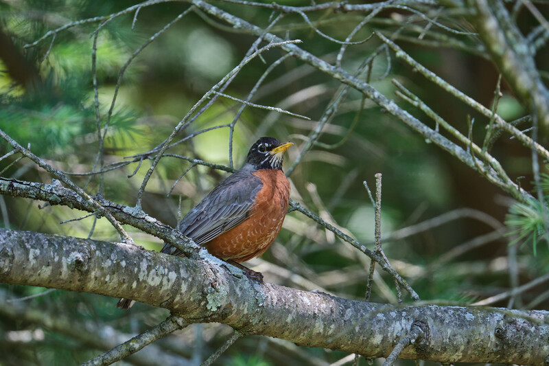 Image taken with the&nbsp;Tamron 150-500mm f/5-6.7