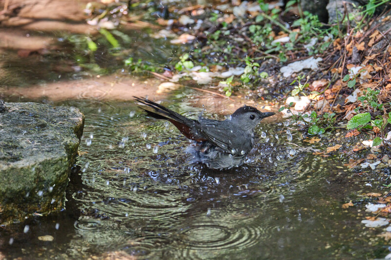 Image taken with the&nbsp;Tamron 150-500mm f/5-6.7