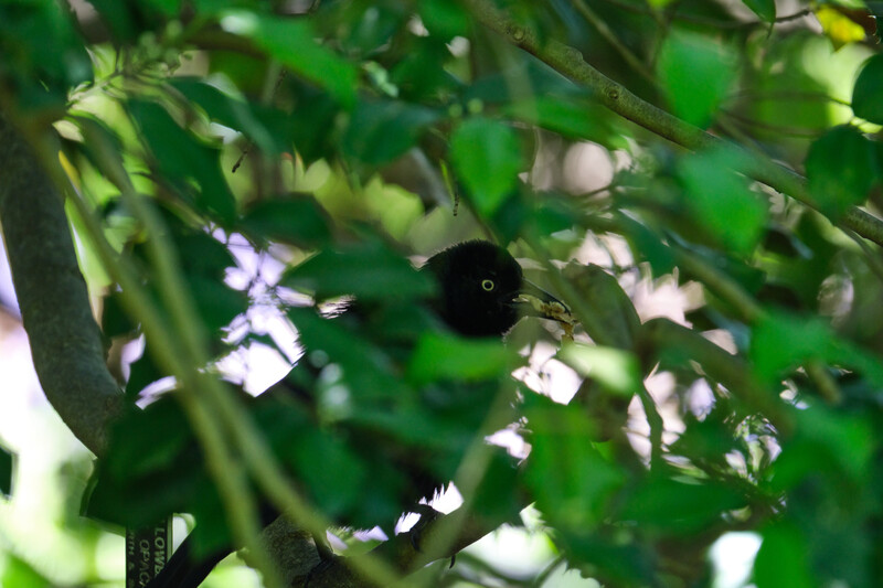 Image taken with the&nbsp;Tamron 150-500mm f/5-6.7