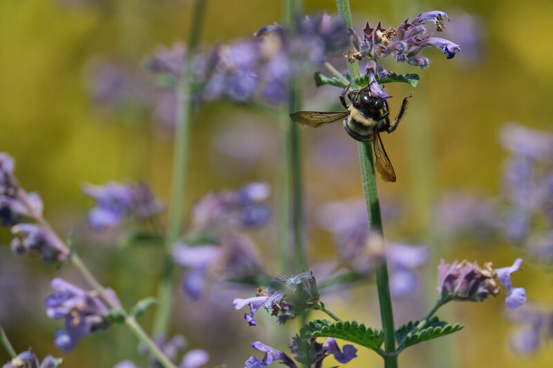 Bee with yellow and black stripes pollinating small purple flowers on green stems.