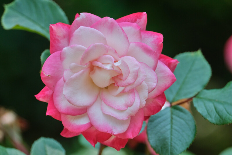 Image taken with the&nbsp;Tamron 150-500mm f/5-6.7