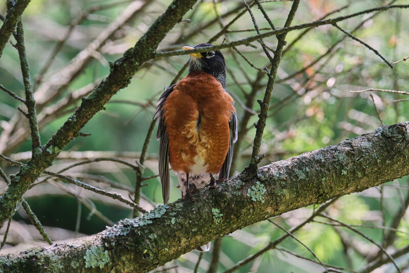 Image taken with the&nbsp;Tamron 150-500mm f/5-6.7