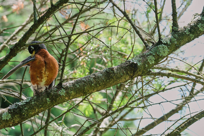Image taken with the&nbsp;Tamron 150-500mm f/5-6.7