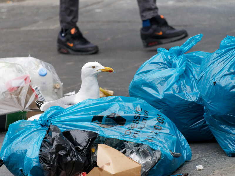 Seagull perched among discarded blue plastic bags and trash on pavement.