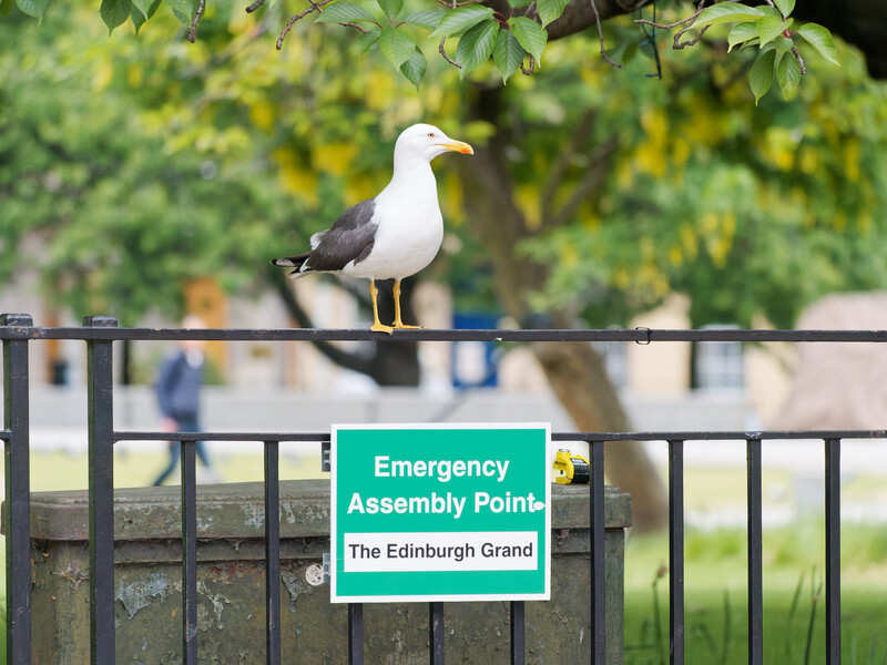Seagull perched on a metal railing with an Emergency Assembly Point sign below it.
