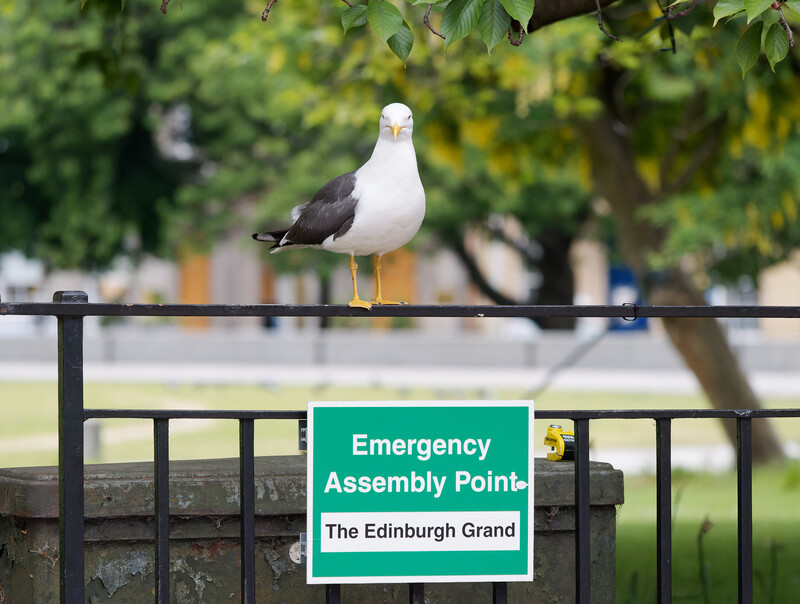 Seagull perched on a black metal railing with an emergency assembly point sign below.