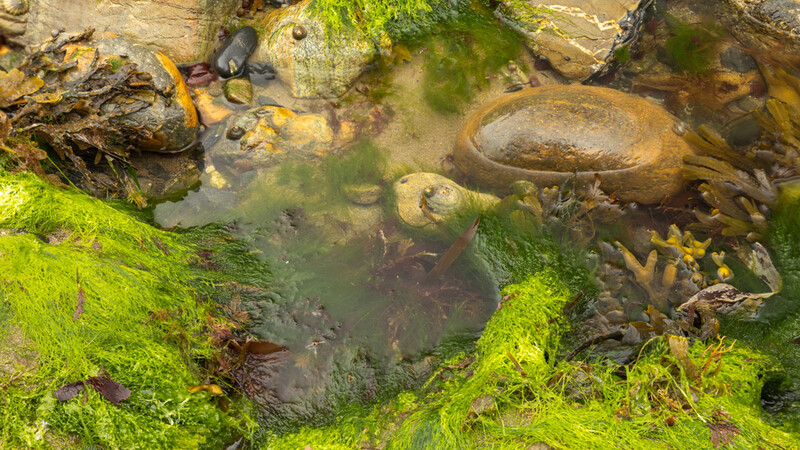 Moss-covered rocks and boulders surrounding a shallow tidal pool with weathered stone surfaces.