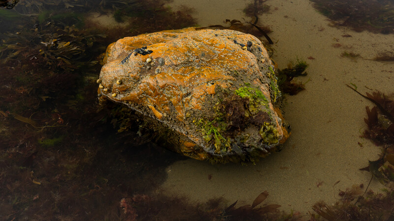 Moss-covered boulder partially submerged in shallow water with sandy bottom.