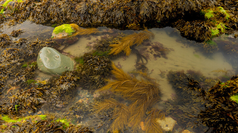Shallow tidal pool with kelp, sea anemones, and rocks covered in moss and algae.