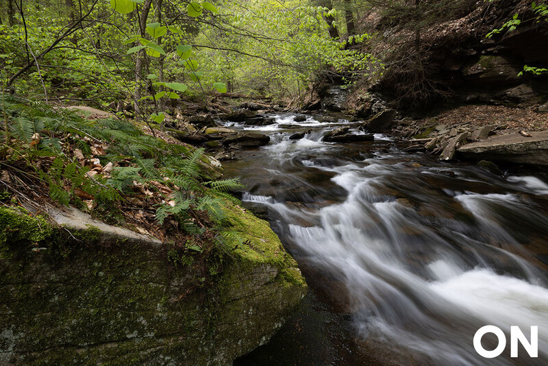 Fast-moving forest stream with flowing water cascading over moss-covered rocks