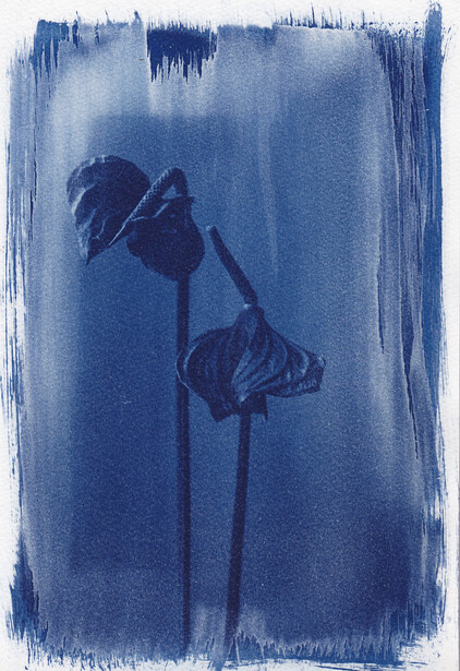 Cyanotype print of two wilted flowers with drooping petals against a textured blue background.