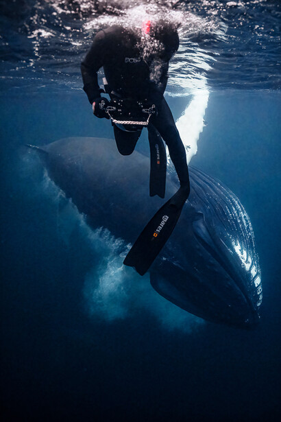 Freediver in wetsuit swimming alongside a large whale underwater.