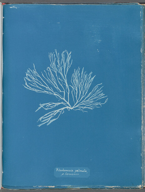 Cyanotype botanical illustration of delicate flowering plant with feathery, elongated petals against blue background.