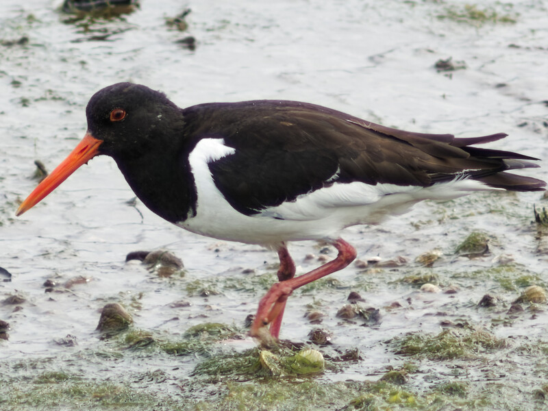 Black and white wading bird with orange beak and red legs standing on sandy beach.