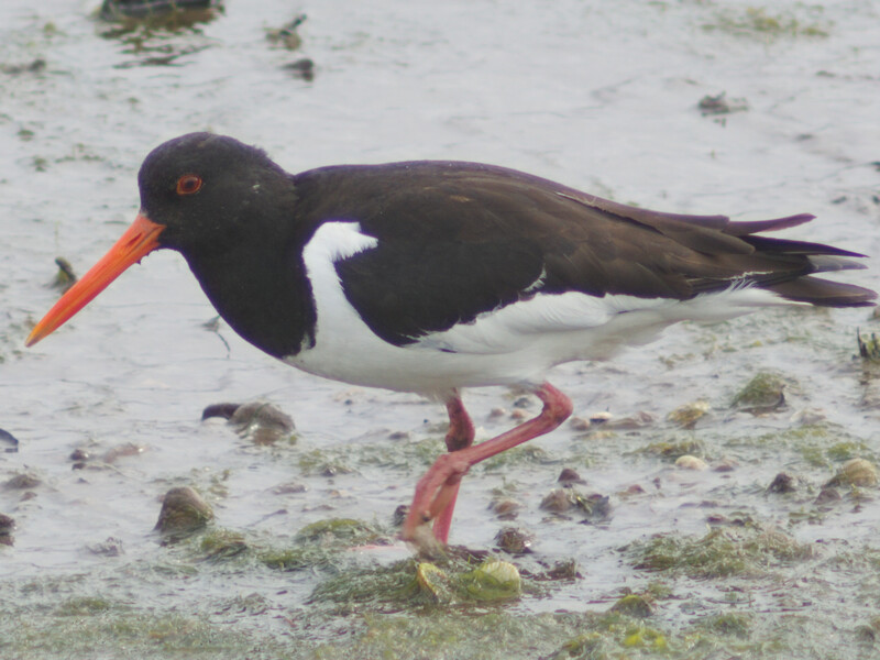 Black and white wading bird with orange bill standing on sandy ground covered in algae.