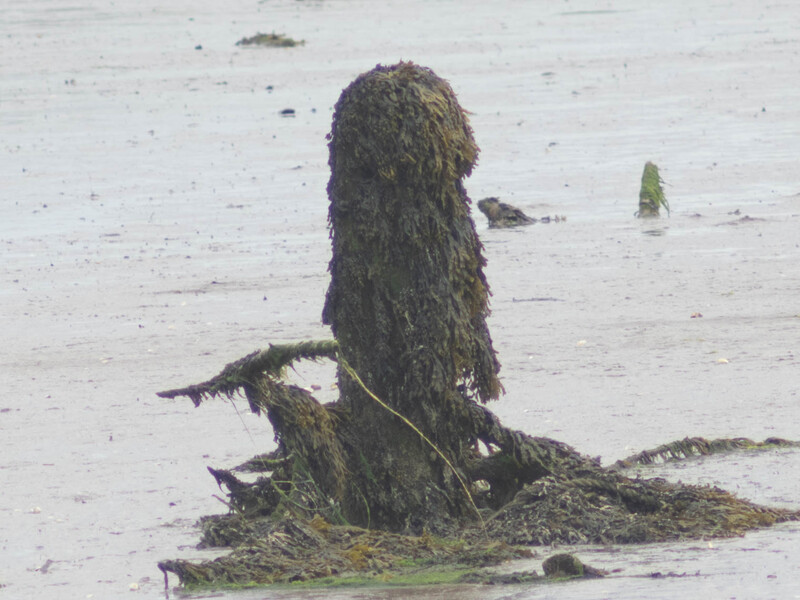 Moss-covered wooden post jutting from tidal mudflat at low tide with scattered rocks.