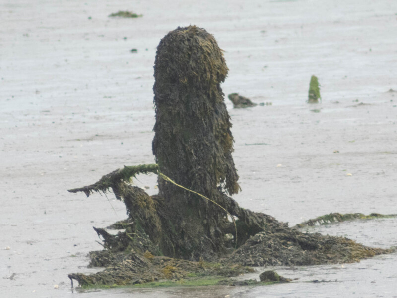 Moss-covered wooden post or tree stump emerging from shallow water at low tide.
