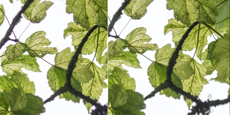 Side-by-side comparison of backlit mint leaves showing tonal and contrast differences in post-processing.