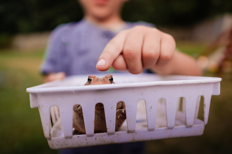 Child's hand holding a small container with a toad or frog inside, outdoors.