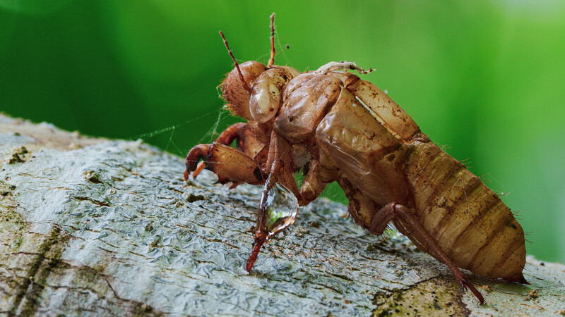 Freshly emerged cicada with wet, tan-colored wings on tree bark against green background.