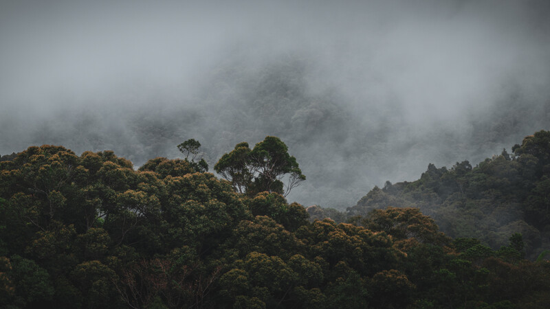 Misty forest canopy with layered tree silhouettes beneath heavy cloud cover.