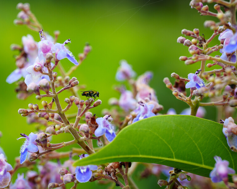 Delicate purple flowers with soft bokeh green background and insects visiting the blooms.