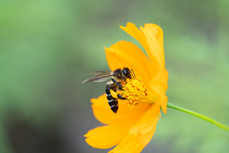 Bee with black and yellow striped abdomen collecting pollen from bright yellow flower petals.