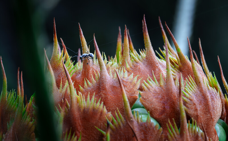 Close-up macro photograph of clustered pink and yellow flower buds with sharp, pointed sepals against a dark blurred background.