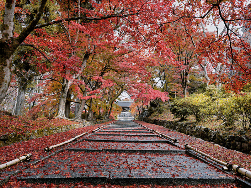 Tree-lined pathway blanketed with fallen red autumn leaves