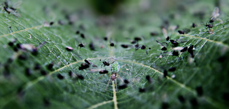 Spider web covered in small black insects on green plant leaves with shallow depth of field.