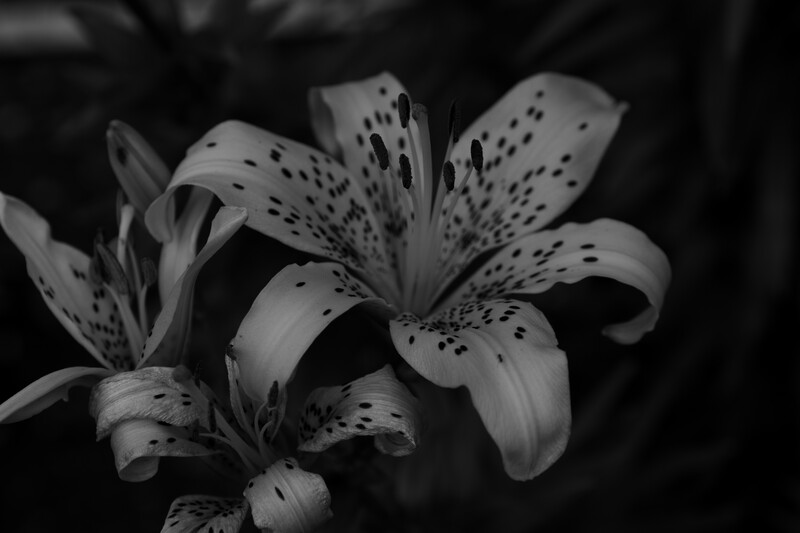 ISO800, 1/60 sec, f/5 - Pentax K3 III Monochrome