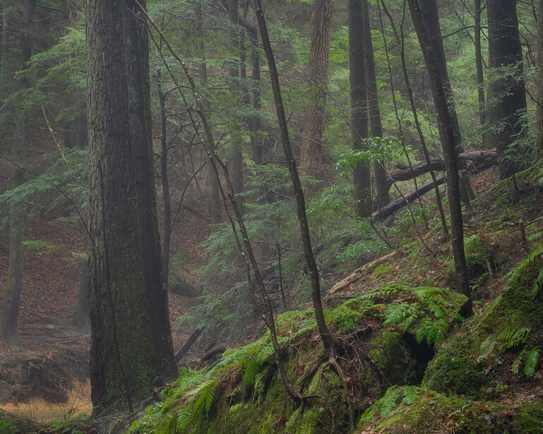 A foggy morning in the woods in Hocking Hills State Park in Ohio.