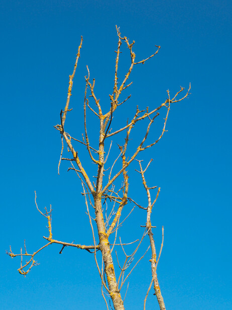 Bare tree branches silhouetted against clear blue sky at golden hour.