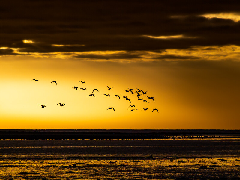 Flock of birds silhouetted against golden sunset sky over calm ocean water.