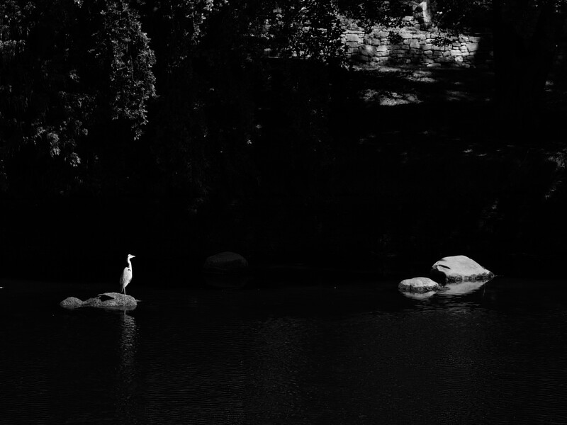 A solitary wading bird stands on a rock in dark water while two white birds rest on rocks nearby.